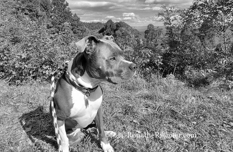 Rona the Ribbiter's dog Luna