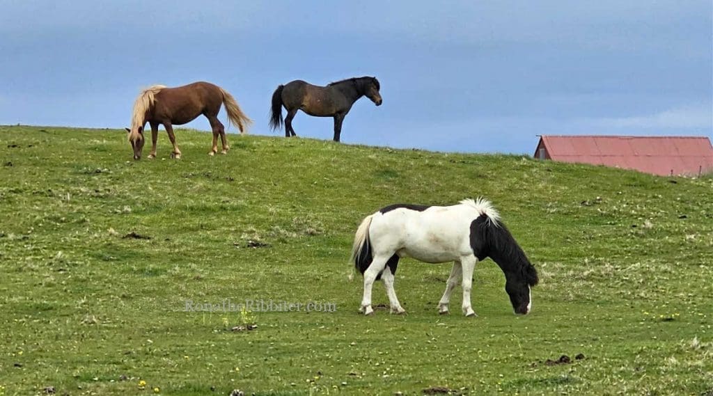 Icelandic Horses | Rona the Ribbiter